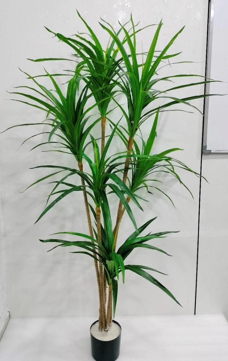 Dracaena Plant Long Leaves x6 Without Base 198cm